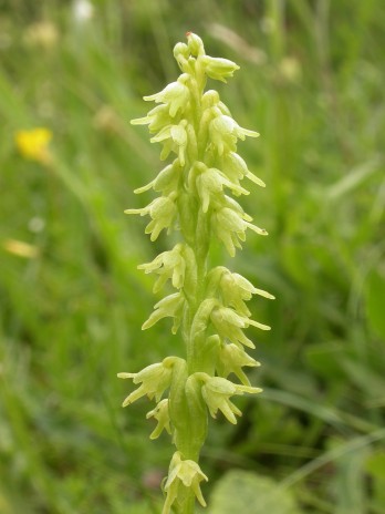 Herminium monorchis Noar.Fred Rumsey